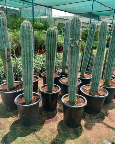 Pachycereus Pringlei Cactus Plant -150cm